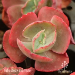Echeveria Fire And Ice - Succulent -Cheap The Aussie Garden Store fire ice top view