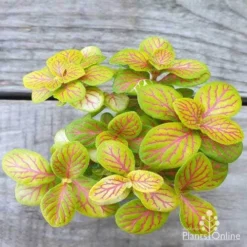 Fittonia Skeleton - Snakeskin Plant