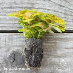 Fittonia Skeleton - Snakeskin Plant -Cheap The Aussie Garden Store fittonia skeleton plug 500 1