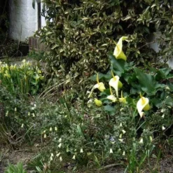 Correa Nummulariifolia - Roundleaf Correa -Cheap The Aussie Garden Store flickr peganum correa reflexa numm 1