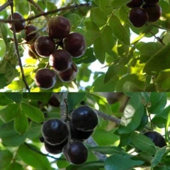 Burdekin Plum - Pleiogynium -Cheap The Aussie Garden Store flickr tatters burdekin plum ripe