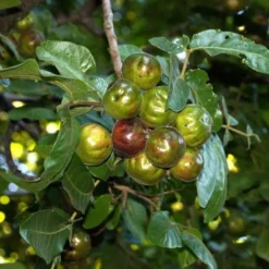Burdekin Plum - Pleiogynium -Cheap The Aussie Garden Store flickr tatters burdekin plum unripe