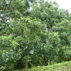 Burdekin Plum - Pleiogynium -Cheap The Aussie Garden Store flickr wendy cutler burdekin plum