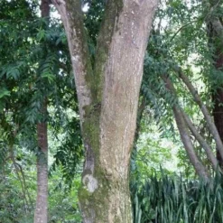 Burdekin Plum - Pleiogynium -Cheap The Aussie Garden Store flickr wendy cutler burdekin plum bark