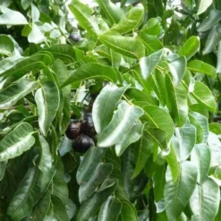 Burdekin Plum - Pleiogynium -Cheap The Aussie Garden Store flickr wendy cutler burdekin plum fruits