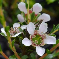 Leptospermum Liversidgei Mozzie Blocker -Cheap The Aussie Garden Store flowers 2