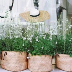 Gaura White -Cheap The Aussie Garden Store gaura white baskets