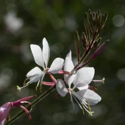 Gaura White -Cheap The Aussie Garden Store gaura white close