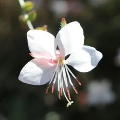 Gaura White -Cheap The Aussie Garden Store gaura white flower