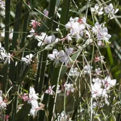 Gaura White -Cheap The Aussie Garden Store gaura white plants