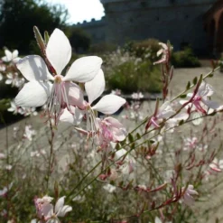 Gaura White -Cheap The Aussie Garden Store gaura white sunlit