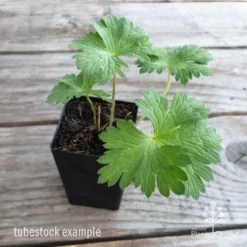 Geranium Rozanne -Cheap The Aussie Garden Store geranium rozanne tubestock