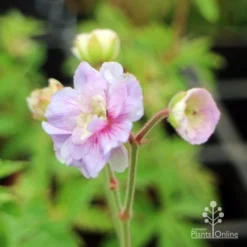 Geranium Summer Skies -Cheap The Aussie Garden Store geranium summer skies closeup