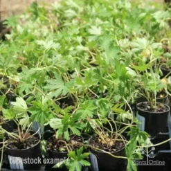 Geranium Summer Skies -Cheap The Aussie Garden Store geranium summer skies tubes 3