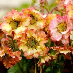 Geum Pretticoats Peach -Cheap The Aussie Garden Store geum pretticoats peach 1