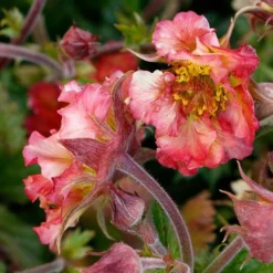 Geum Pretticoats Peach -Cheap The Aussie Garden Store geum pretticoats peach 3