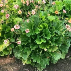 Geum Pretticoats Peach -Cheap The Aussie Garden Store geum pretticoats peach leaves