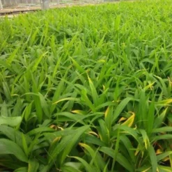 Zingiber - Edible Ginger 11 Zingiber - Edible Ginger -Cheap The Aussie Garden Store ginger plugs 500