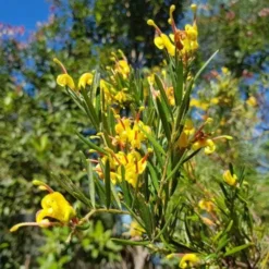 Grevillea Gold Rush -Cheap The Aussie Garden Store goldrush uts 500 1