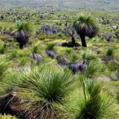 Xanthorrhoea - Grass Tree -Cheap The Aussie Garden Store grass tree landscape 2