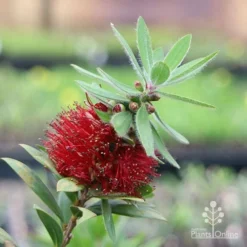 Callistemon Green John -Cheap The Aussie Garden Store green john flowering
