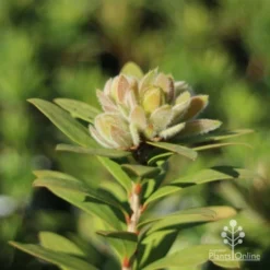 Callistemon Green John -Cheap The Aussie Garden Store green john new growth