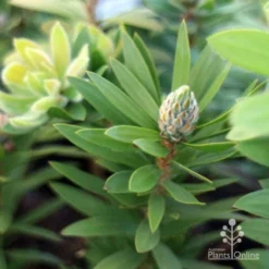 Callistemon Green John -Cheap The Aussie Garden Store green john new shoot
