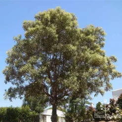 Grevillea Baileyana - Brown Silky Oak -Cheap The Aussie Garden Store grevillea baileyana in nursery