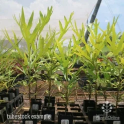 Grevillea Baileyana - Brown Silky Oak -Cheap The Aussie Garden Store grevillea brown silky oak tubes 1