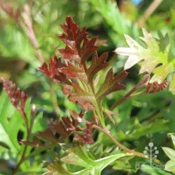 Grevillea Carpet Layer -Cheap The Aussie Garden Store grevillea carpet layer leaf