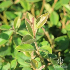 Grevillea Deua Flame 25 Grevillea Deua Flame -Cheap The Aussie Garden Store grevillea deua flame foliage