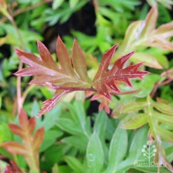 Grevillea Gaudichaudii -Cheap The Aussie Garden Store grevillea gaudi new leaf