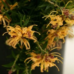 Grevillea Sunkissed -Cheap The Aussie Garden Store grevillea gr13021 sunkissed500