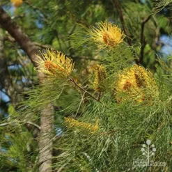 Grevillea Honey Gem -Cheap The Aussie Garden Store grevillea honey gem nursery