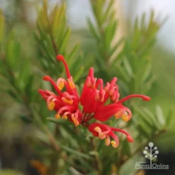 Grevillea Knockout -Cheap The Aussie Garden Store grevillea knockout flower
