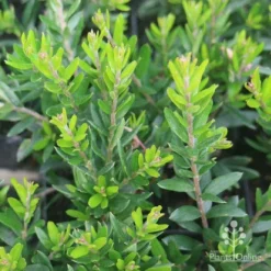 Grevillea Knockout -Cheap The Aussie Garden Store grevillea knockout foliage 1