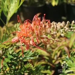 Grevillea Little Robyn -Cheap The Aussie Garden Store grevillea little robyn sunshine