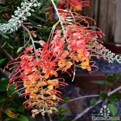 Grevillea Ned Kelly -Cheap The Aussie Garden Store grevillea ned kelly 1