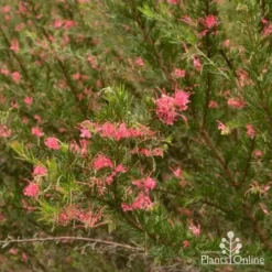 Grevillea Pink Pearl -Cheap The Aussie Garden Store grevillea pink pearl shrub 1