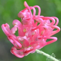 Grevillea Pink Pearl -Cheap The Aussie Garden Store grevillea pink pearl close 2 apo 1
