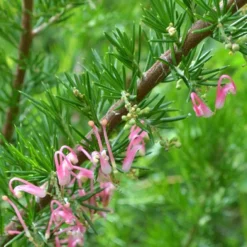 Grevillea Pink Pearl -Cheap The Aussie Garden Store grevillea pink pearl close stem apo