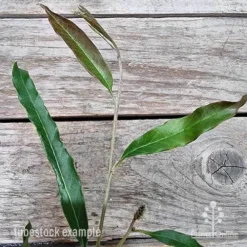 Grevillea Raptor -Cheap The Aussie Garden Store grevillea raptor 2