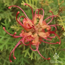 Grevillea Soopa Doopa -Cheap The Aussie Garden Store grevillea soopa doopa end view