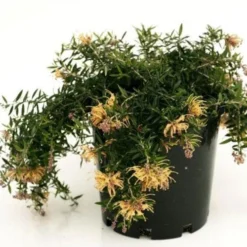 Grevillea Sunkissed -Cheap The Aussie Garden Store grevillea sunkissed 500