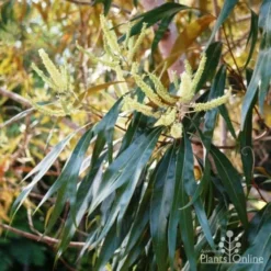 Grevillea Baileyana - Brown Silky Oak -Cheap The Aussie Garden Store grevillea baileyana