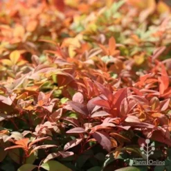 Nandina Gulf Stream -Cheap The Aussie Garden Store gulf stream autumn