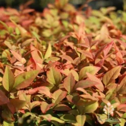 Nandina Gulf Stream -Cheap The Aussie Garden Store gulf stream colour