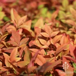 Nandina Gulf Stream -Cheap The Aussie Garden Store gulf stream foliage