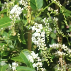 Hardenbergia Snow White - White Coral Pea -Cheap The Aussie Garden Store hardenbergia white sun nambour