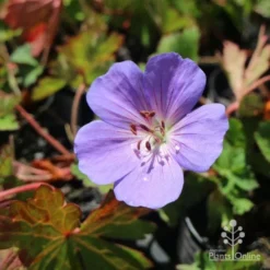 Geranium Rozanne -Cheap The Aussie Garden Store hardy geranium rozanne